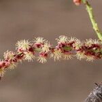 Sclerocarya birrea Цвят
