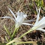 Pancratium maritimum Λουλούδι