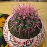 Sclerocactus parviflorus Blodyn