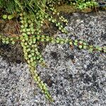 Lysimachia tenella Blatt