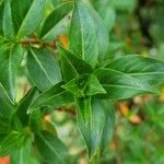 Cuphea ignea Blatt