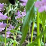 Penstemon tenuis Flower