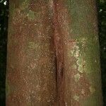 Vouacapoua americana Bark