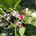 Rubus saxatilis Fruto