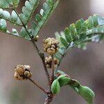 Osodendron altissimum Fruit