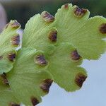 Adiantum capillus-veneris Ffrwyth