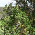 Juniperus monosperma Hábito