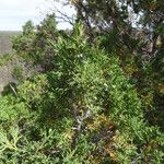 Juniperus monosperma عادت داشتن