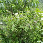 Callicarpa macrophylla Облик