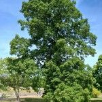 Carya ovata Habit