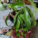 Nepenthes spp. Leaf