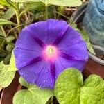 Ipomoea tricolorЦветок