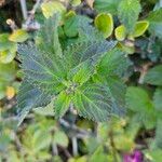 Lantana viburnoidesBlad