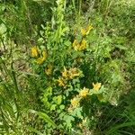 Chamaecytisus supinus Lapas