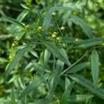 Coreopsis tripteris Flower