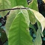 Asimina triloba Leaf