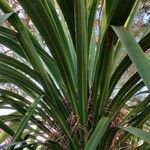 Pandanus odorifer Blatt