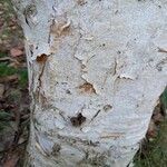 Betula utilis Ŝelo