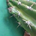 Cereus jamacaru পাতা