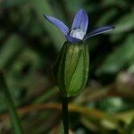 Comastoma tenellum Квітка