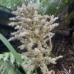 Helmholtzia glaberrima Flower