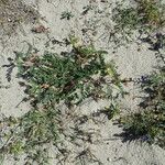Astragalus boeticus Hábito