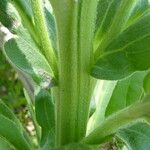 Cynoglossum officinale Feuille