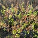 Lepidium ruderale Blatt