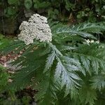 Tanacetum macrophyllum 葉