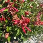 Salvia buchananii Flower