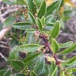 Rubia fruticosa Hoja