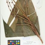Geonoma leptospadix Fruto