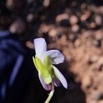 Viola kitaibeliana Flor