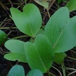 Ipomoea pes-caprae Leaf