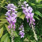 Wisteria sinensisЦвят