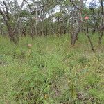 Hibiscus debeerstii Habitus