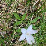 Anemonoides trifolia Leaf