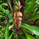 Pitcairnia atrorubens Fruit