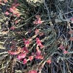 Anabasis articulata Flower