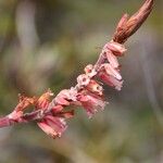 Dracophyllum alticola