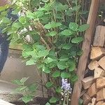 Plectranthus fruticosus Blatt