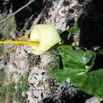 Arum creticum Kwiat