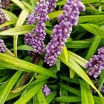 Liriope muscari 花