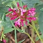 Centranthus lecoqii 花