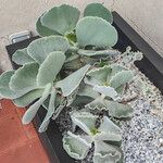 Kalanchoe rhombopilosa Hàbitat