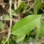 Bonamia spectabilis Blatt