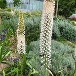 Eremurus robustus Flower