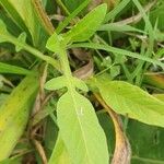 Centaurea pullata Blad