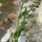 Reseda phyteuma Leaf