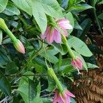 Passiflora tripartita 花